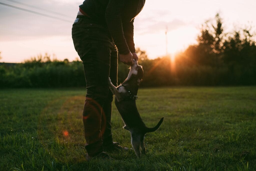 Man playing with a puppy at sunset in a park in Fairfax, VA, capturing the joy and warmth of the moment.