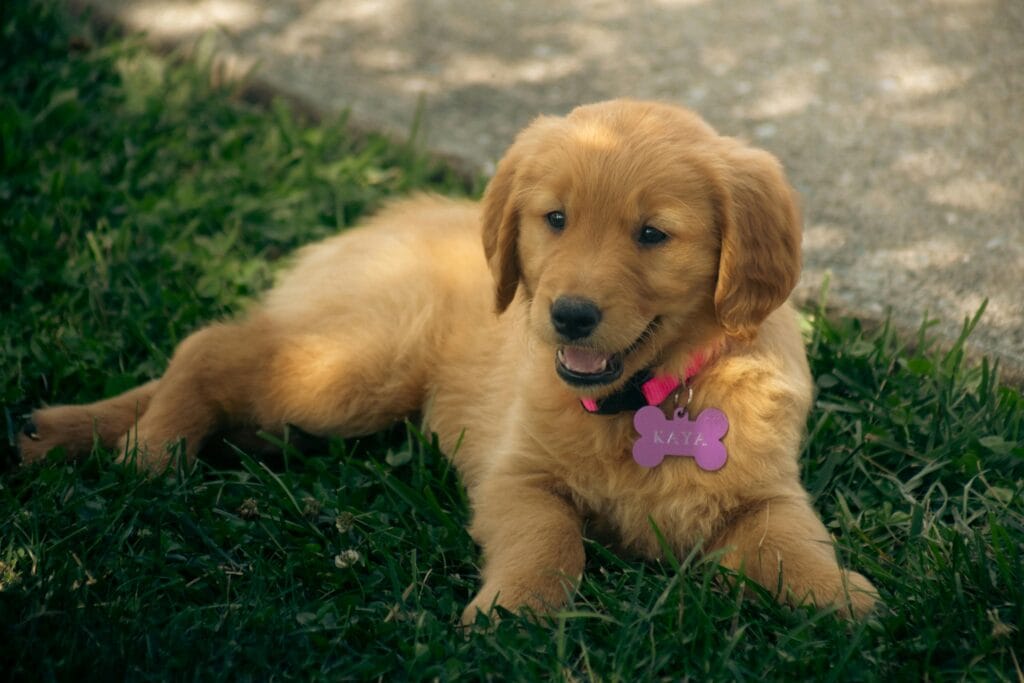 Charming golden retriever puppy lying on lush green grass, looking playful and friendly.