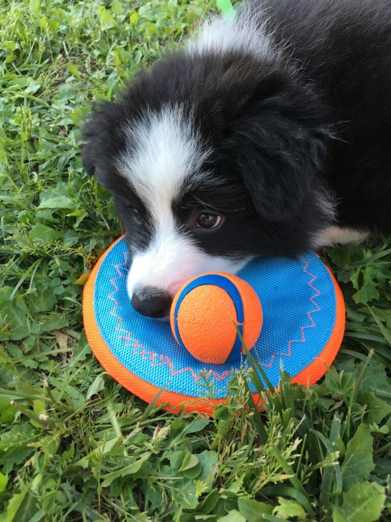 Cute black and white puppy playing with a colorful toy in a grassy field.