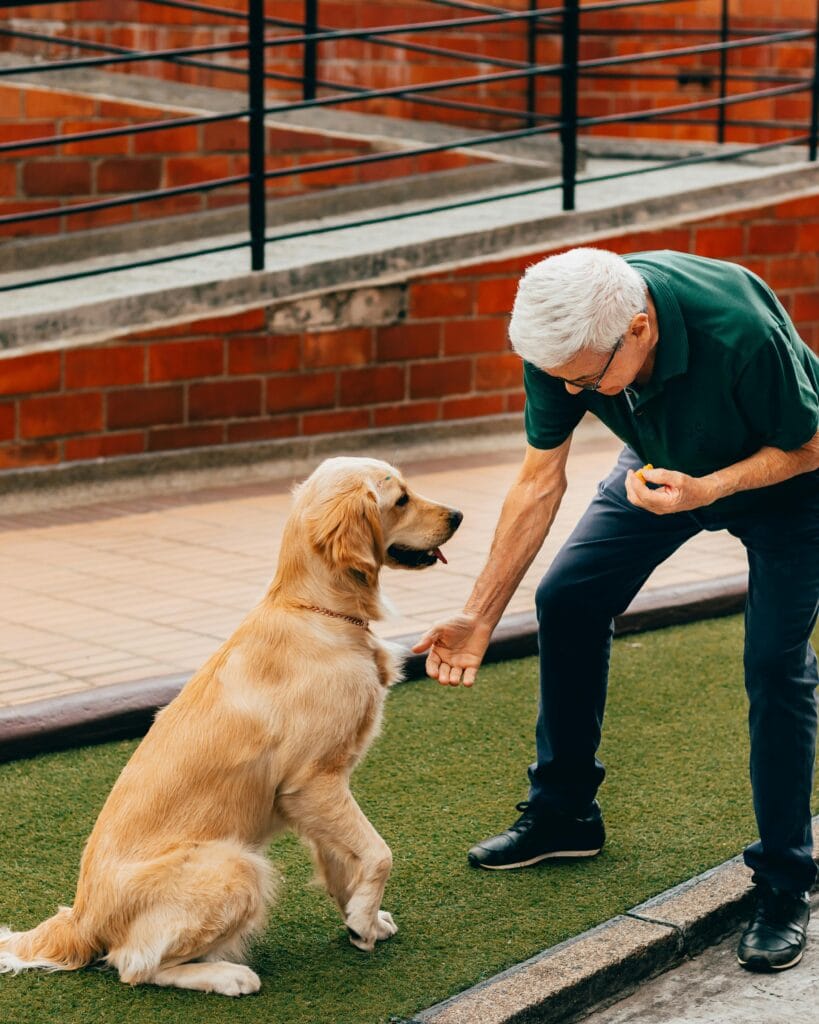 An elderly man interacts with his golden retriever on a sunny day, showcasing bonding and companionship.
