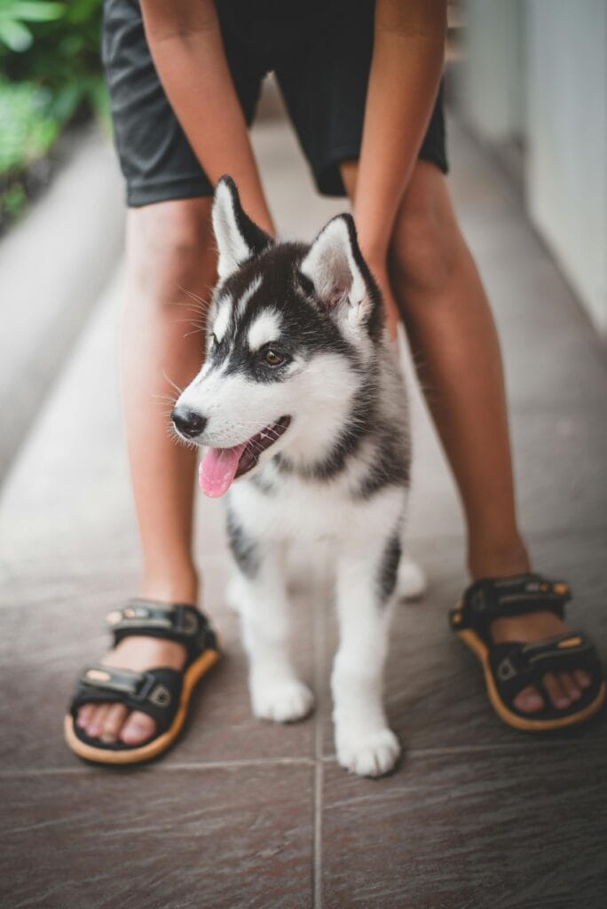 12 Mistakes New Dog Owners Make Without Realizing It, A cute Siberian Husky puppy standing with its owner outdoors, displaying playful energy.