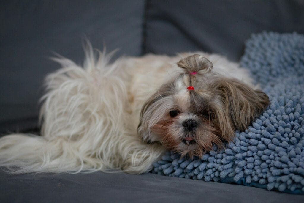 Charming Shih Tzu pup resting comfortably, showcasing its fluffy fur and endearing expression.