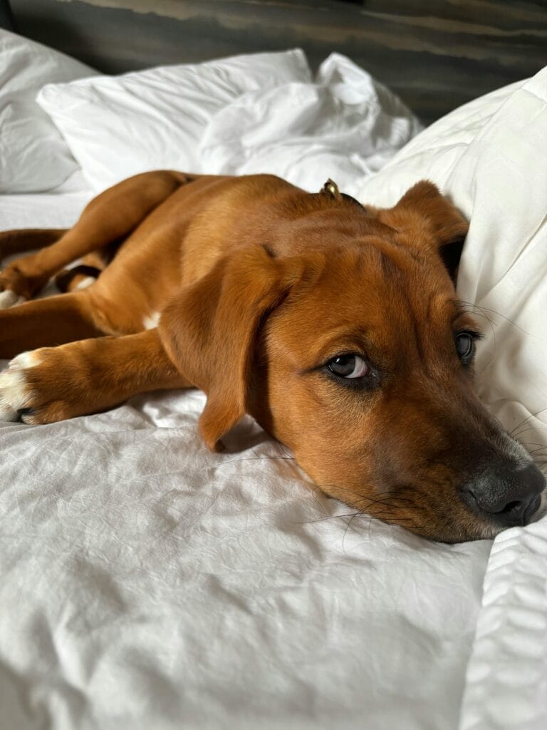 How to Prevent Separation Anxiety in Puppies,A cute brown puppy lounging on a white bed, embodying relaxation and comfort.