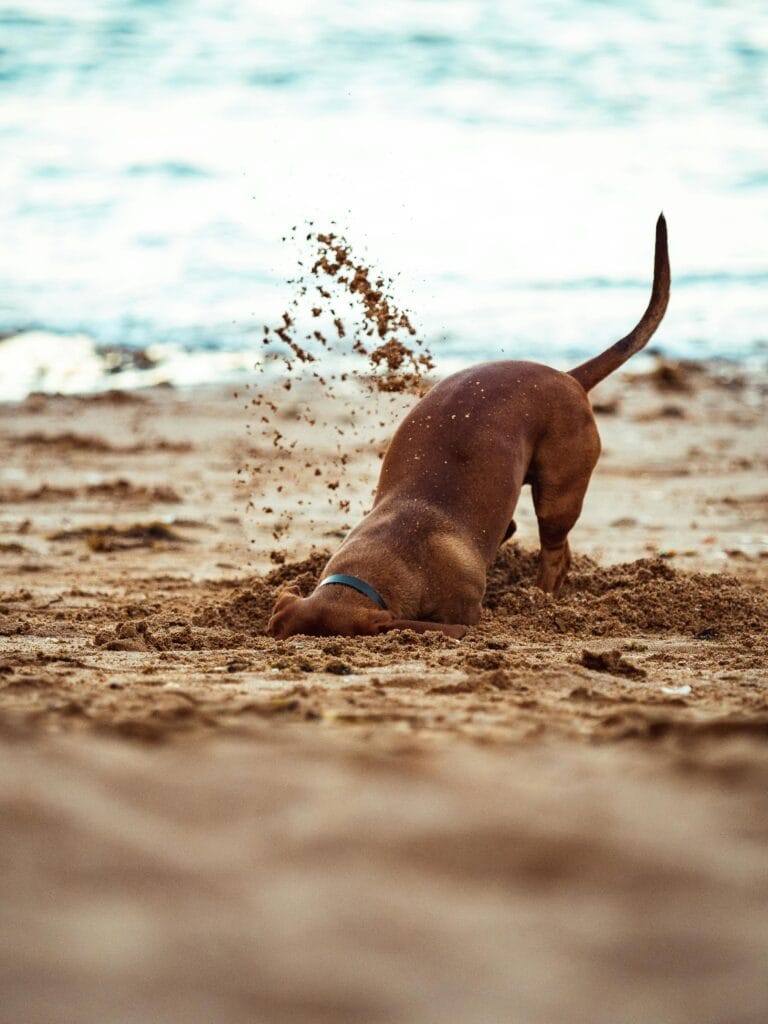 Why Do Dogs Dig in the Yard?, A playful dog energetically digs in the sand at the beach, enjoying the sunny day.
