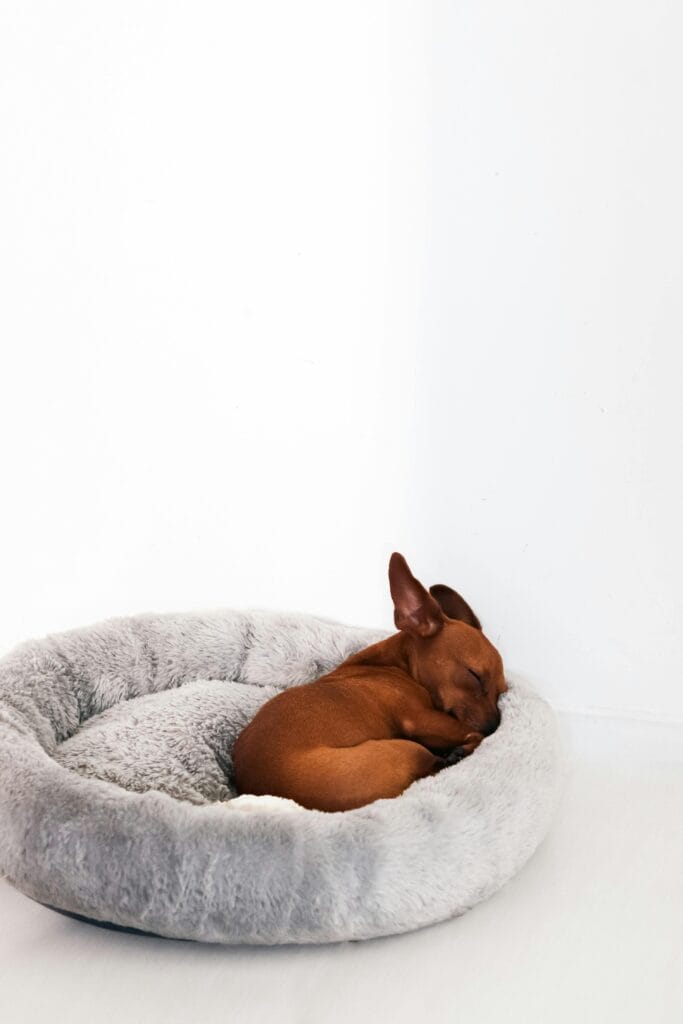 Cute brown puppy asleep on a cozy gray dog bed against a white background in a studio setting.