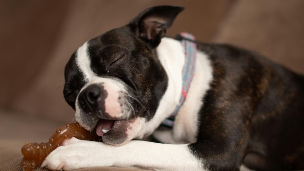 How to Choose the Right Puppy Toys, Happy Boston Terrier puppy chewing a bone toy indoors with eyes closed.