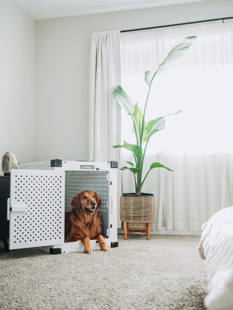 Golden Retriever resting in a dog crate in a stylish living room with natural light.