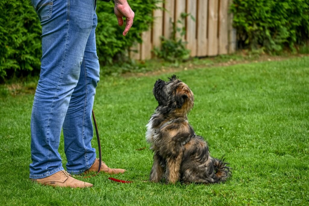A Tibetan Terrier dog sitting attentively for training in a backyard setting.
