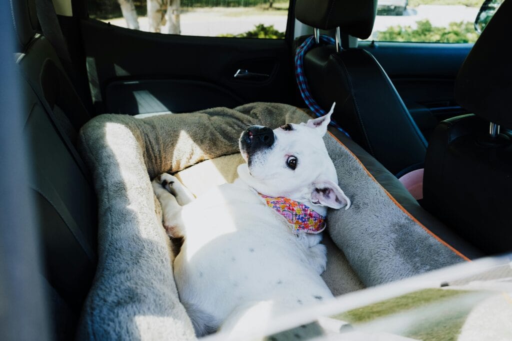 A relaxed white dog lies comfortably in a soft bed in the backseat of a car, basking in the sunlight.