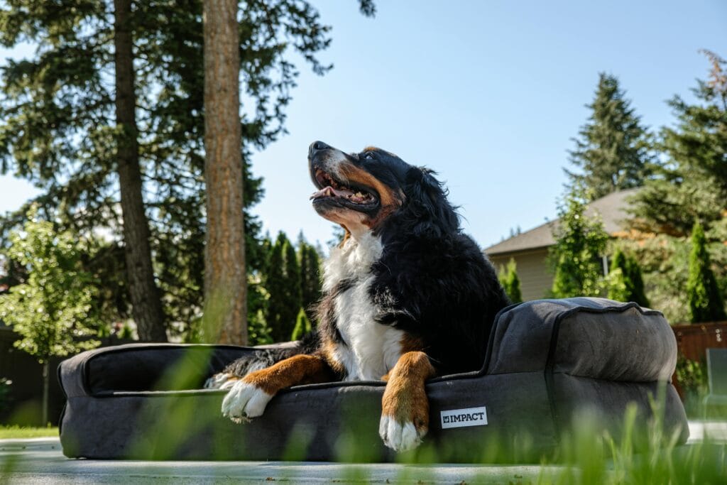 Happy Bernese Mountain Dog lounging outdoors on a sunny day.