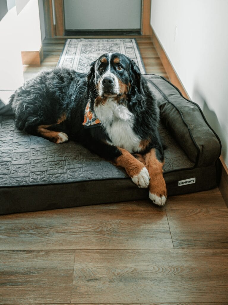 A relaxed Bernese Mountain Dog lying on a stylish dog bed indoors.