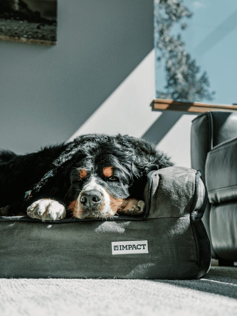 A Bernese Mountain Dog peacefully napping on a high-quality dog bed indoors.