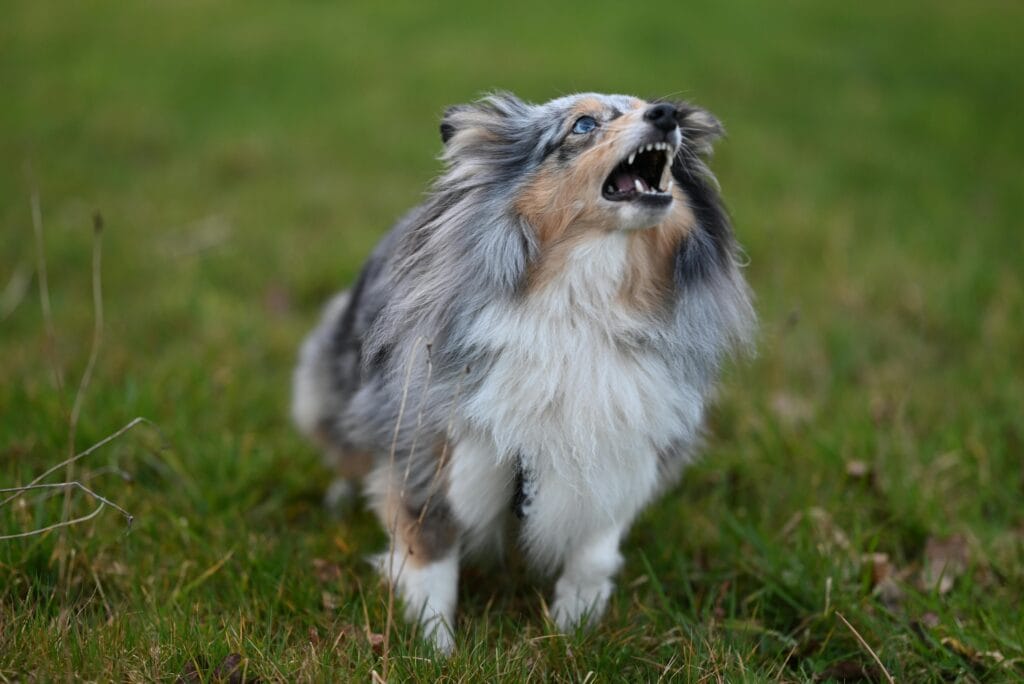 Why Do Dogs Bark? Understanding Dog Communication, A vocal Shetland Sheepdog expressing itself energetically on a grassy field.