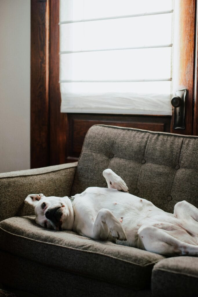 A white dog comfortably relaxes on a cushioned sofa in a cozy, sunlit room.