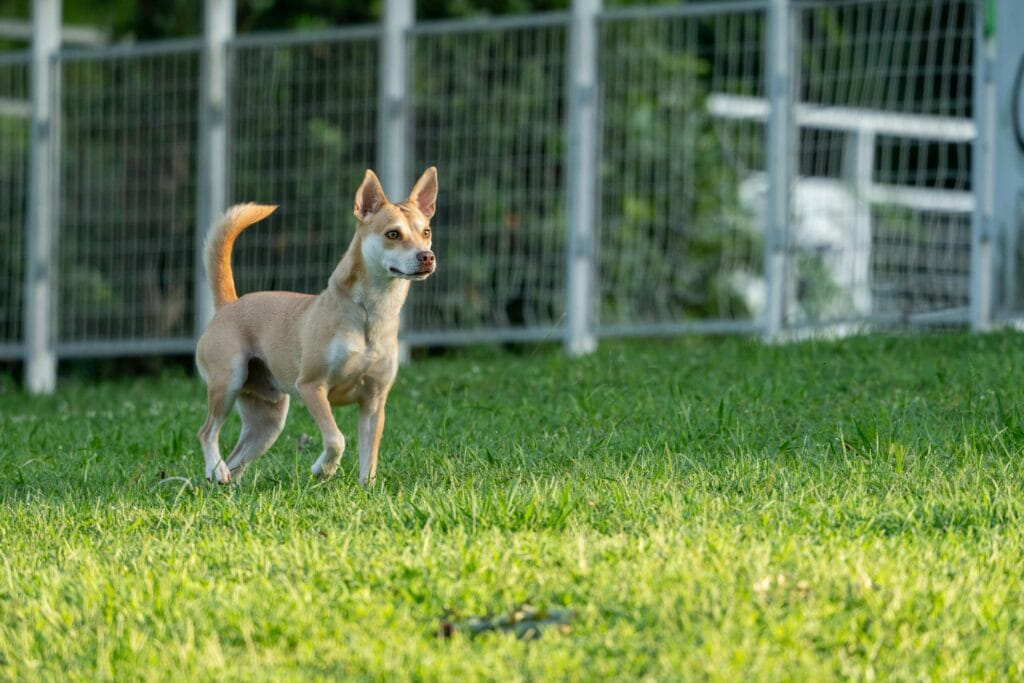 Why Do Dogs Wag Their Tails? What It Really Means, A lively dog stands alert on a lush green lawn by a fence, capturing attention in a park setting.