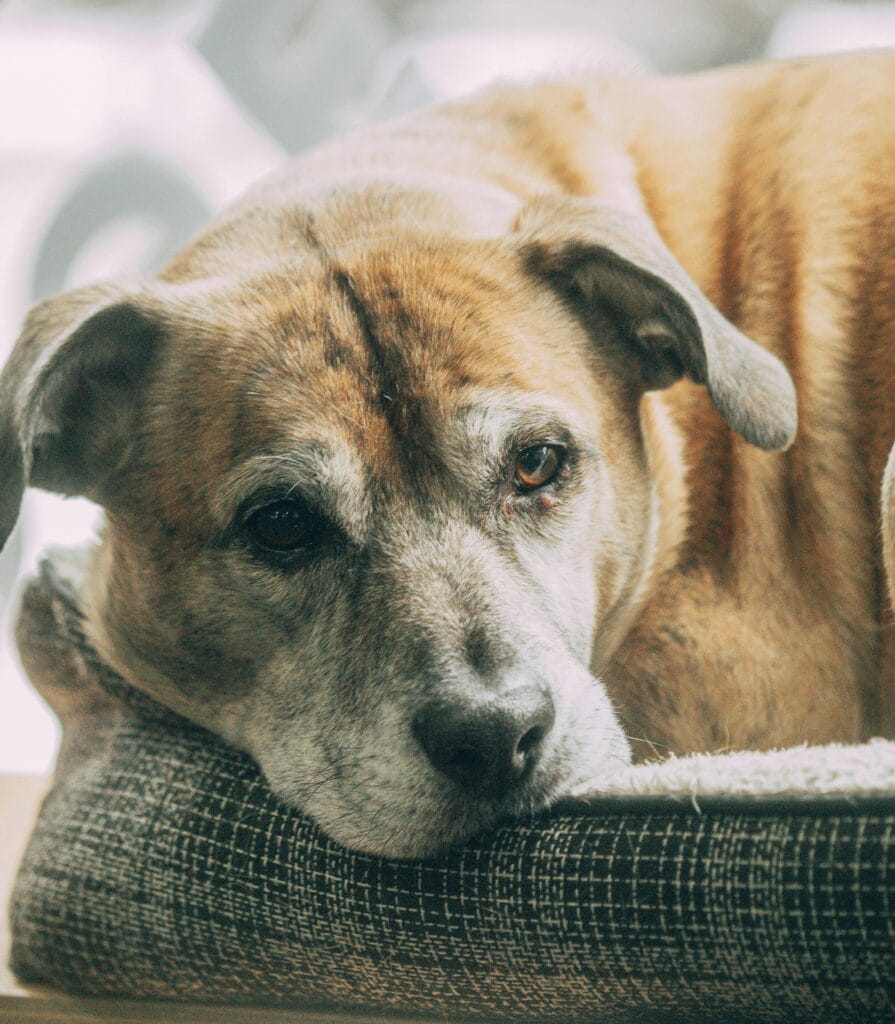 Portrait of an elderly dog relaxing on a comfortable bed indoors, exuding warmth and calmness.