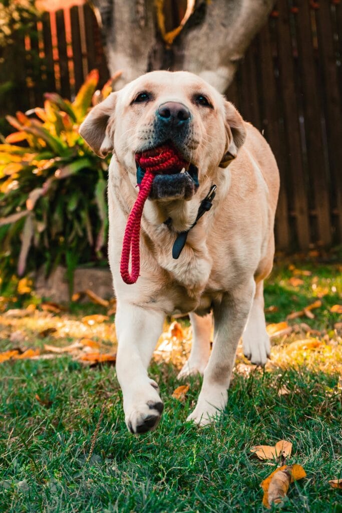 A joyful Labrador retriever carrying a red rope toy in a grassy garden setting.
