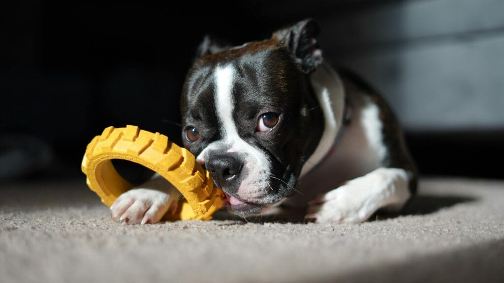 Adorable Boston Terrier puppy playing with a yellow chew toy on a carpet indoors.