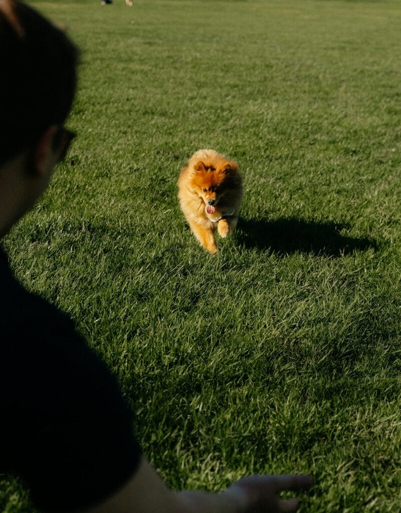 Adorable Pomeranian joyfully plays fetch on a sunny lawn in Cincinnati, Ohio.