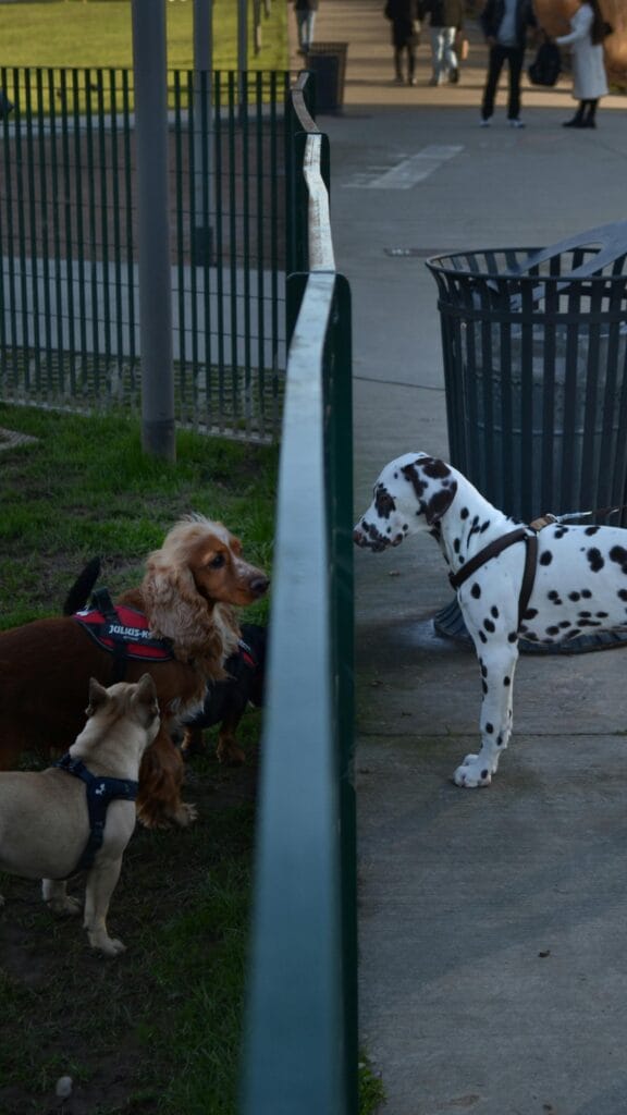 Spotted Dalmatian greets playful dogs across a fence in a city park.