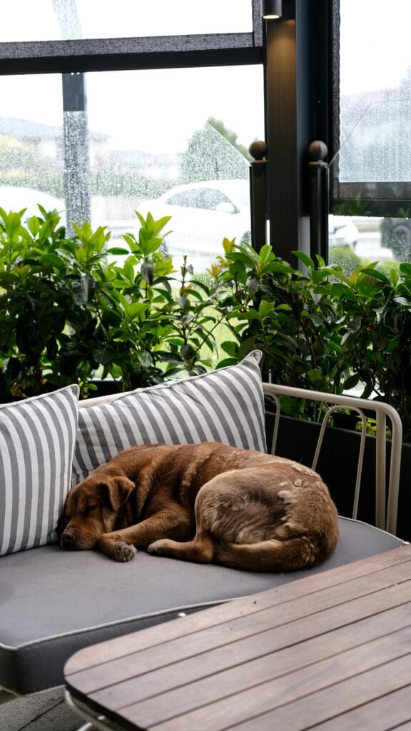 A brown dog peacefully sleeps on a striped cushion on an outdoor patio.
