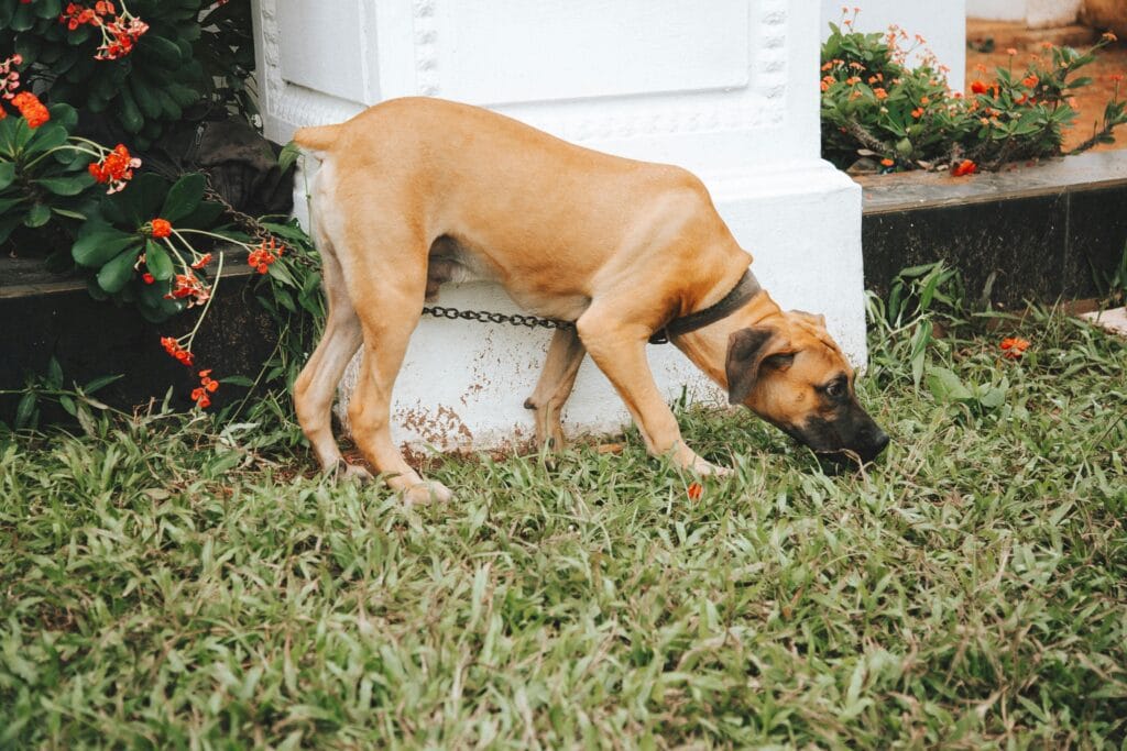 Brown dog on chain sniffs grass near white pillar in a garden with red flowers.