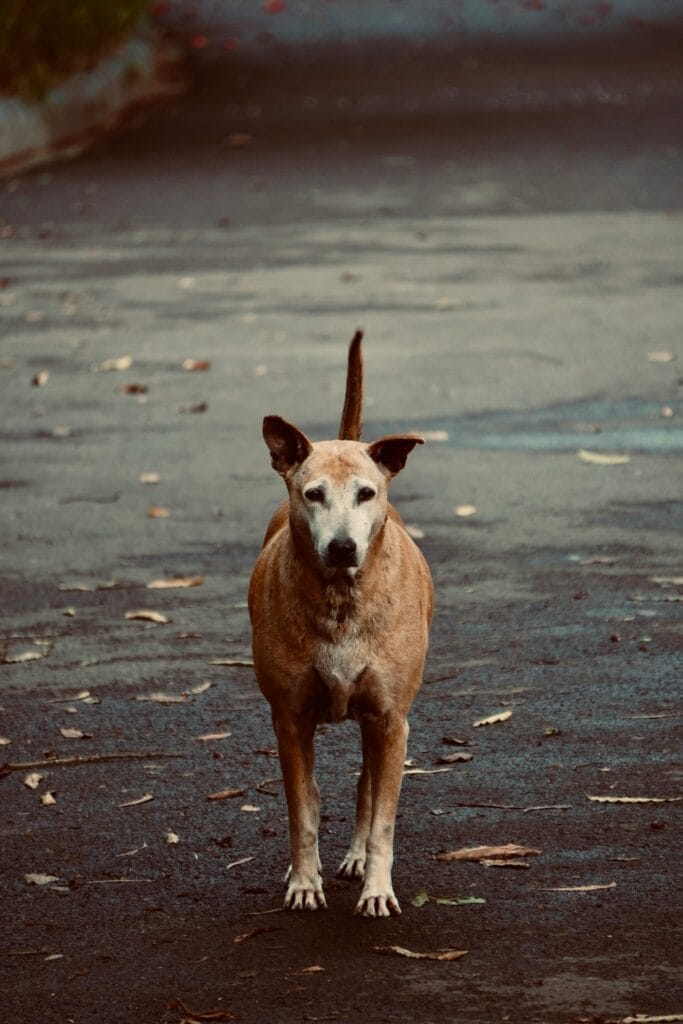 A lone street dog stands alert on a slightly wet pavement, showcasing its vigilant posture.