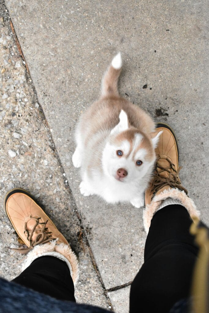 Top-down view of a cute Siberian Husky puppy gazing up, bordered by cozy winter boots on a paved outdoor surface.