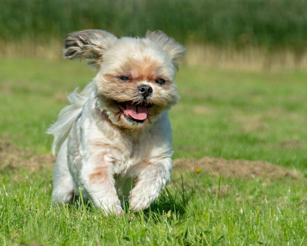 A joyful Shih Tzu dog running happily in the green outdoors at Almere.