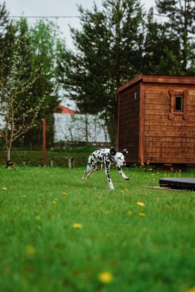 Energetic Dalmatian dog playfully running on green grass in a garden near a wooden shed.