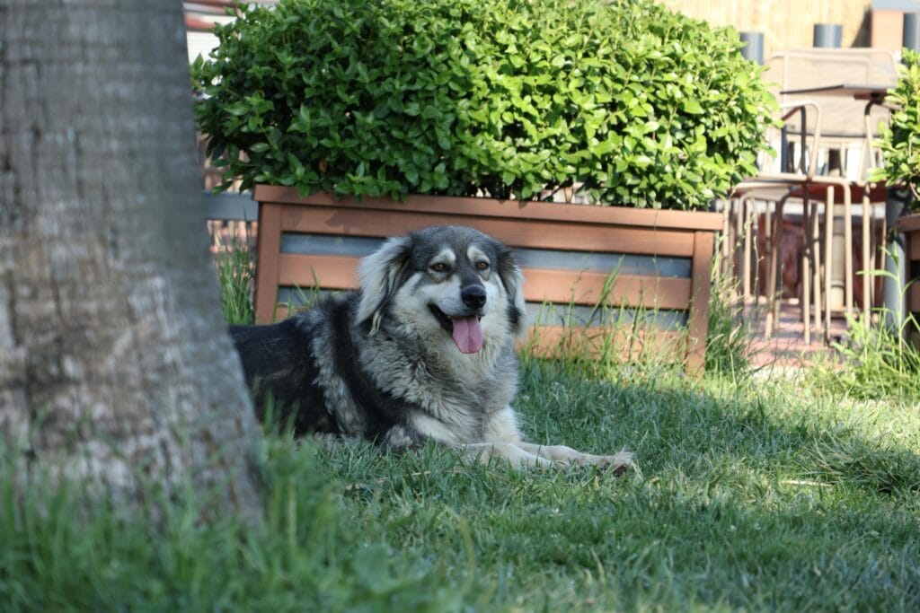 How to Keep Your Dog Cool in Hot Weather, A joyful dog lounging in a sunny garden near potted plants, enjoying a warm day.