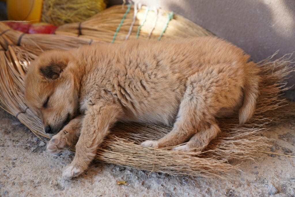 Cute puppy taking a nap on a straw mat under soft daylight, showcasing innocence and tranquility.