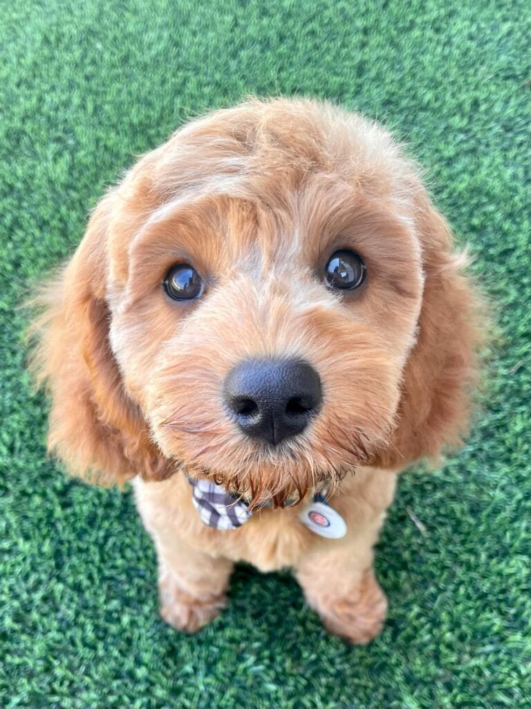 Charming close-up of a Cavapoo puppy with a fluffy coat sitting on a green lawn.