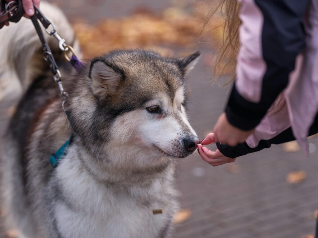 An Alaskan Malamute dog on a leash receives a treat from a child in an outdoor setting.