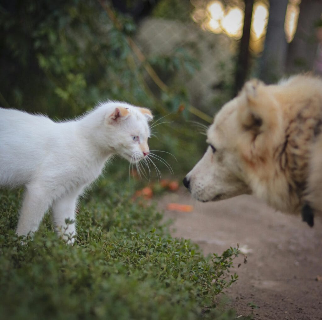 A curious encounter between a young white cat and a fluffy dog in a garden.