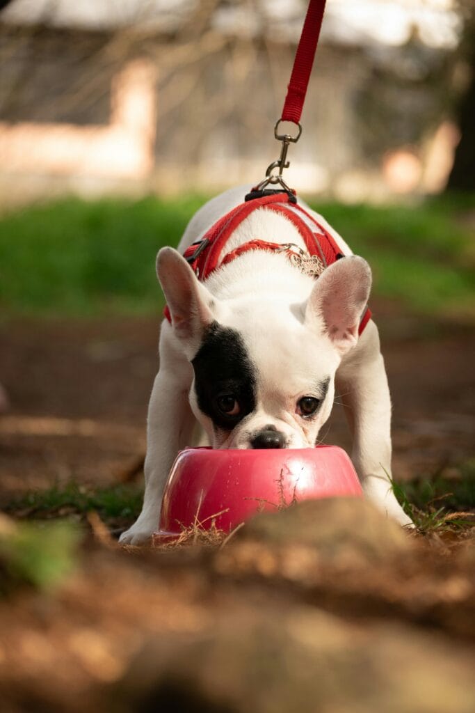 Adorable French Bulldog puppy in a red harness drinking water from a bowl in a sunny outdoor setting.