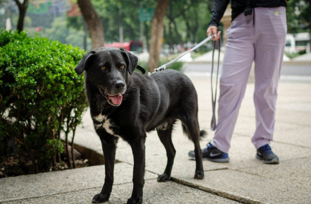 A black Labrador mix dog on a leash outdoors with its owner.