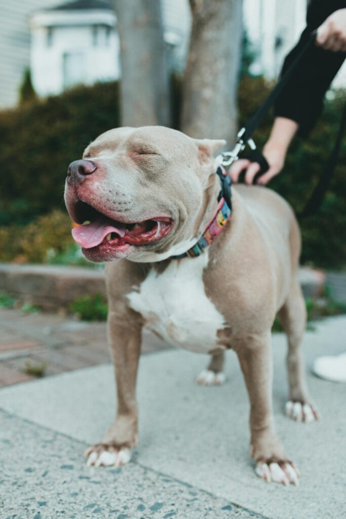 25 Dog Health Facts Every Owner Should Know, Smiling pit bull on a leash during a walk, showcasing joy and contentment.