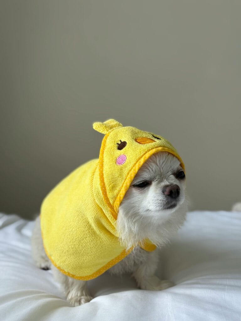 How to Bathe a Dog Properly, Cute Chihuahua wearing a yellow hooded towel indoors, looking cozy.