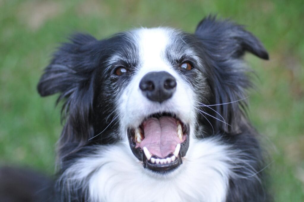 Close-up of a joyful Border Collie displaying its cheerful expression outdoors.