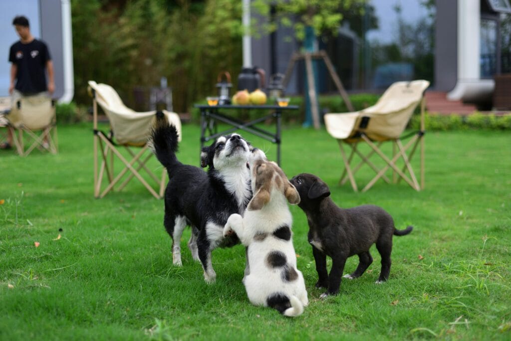 When Do Puppies Calm Down?, Three playful puppies frolicking in a lush green garden, creating a joyful scene of outdoor play.