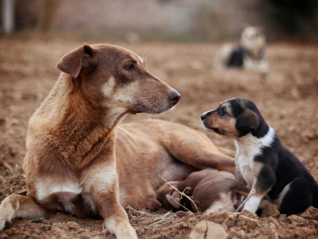 A mother dog lovingly observes her puppies in a natural, outdoor environment.