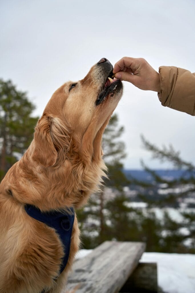 A golden retriever enjoys a treat outdoors in snowy Norway, capturing a moment of companionship.