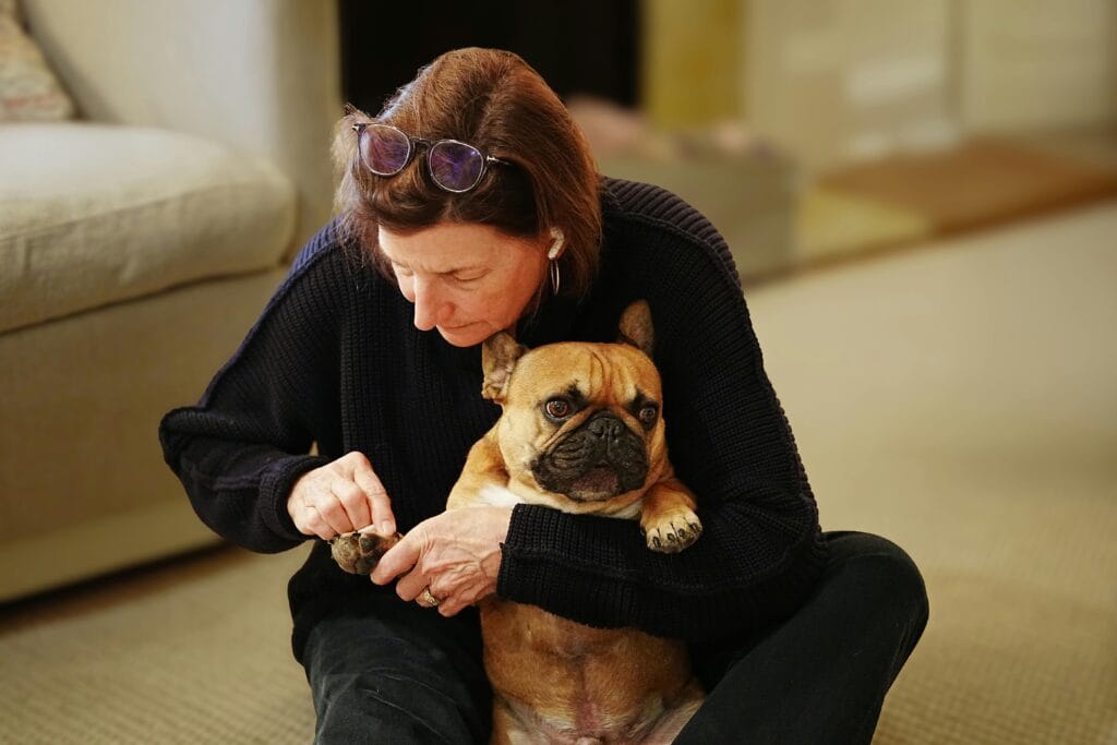 Woman trimming nails of a French Bulldog indoors on a cozy carpet.