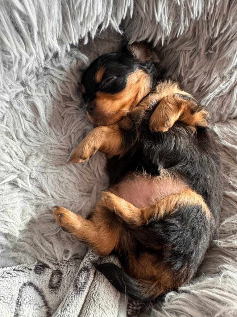 Cute sleeping puppy on a soft grey blanket, showcasing tranquility and coziness.