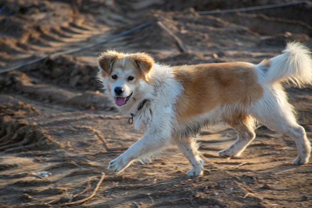 A playful dog joyfully runs on a sunlit sandy terrain, showcasing its energy and happiness.