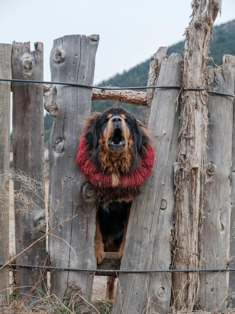 Majestic Tibetan Mastiff barking robustly through a rustic wooden fence outdoors.
