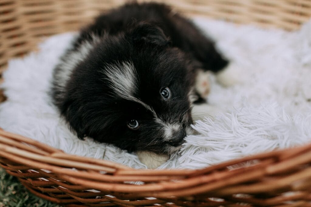 Cute black and white puppy lying comfortably on fluffy blanket in a basket, looking up.