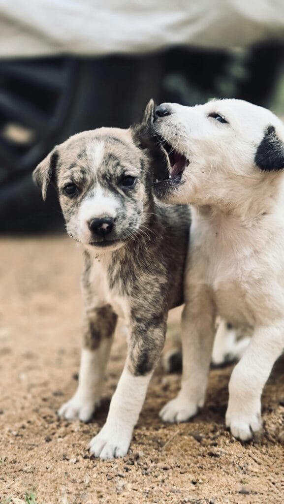 Two playful puppies interacting on a dirt path, showing innocence and energy.