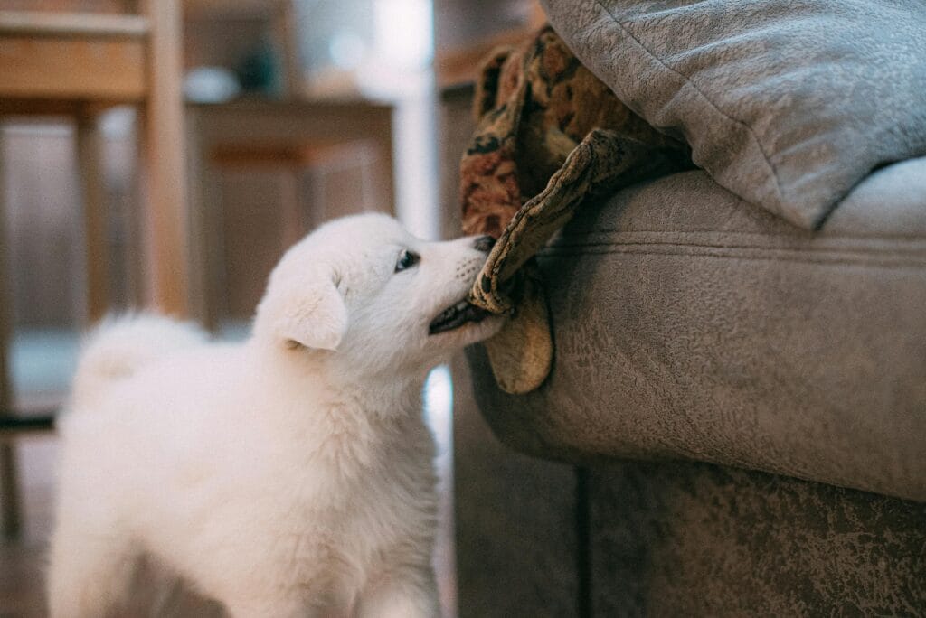 Adorable Samoyed puppy playfully biting fabric on couch in a cozy home setting.